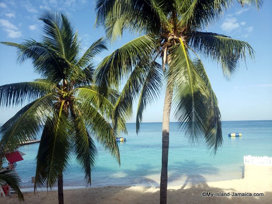 jamaican_beach_coconut_trees_doctors_cave