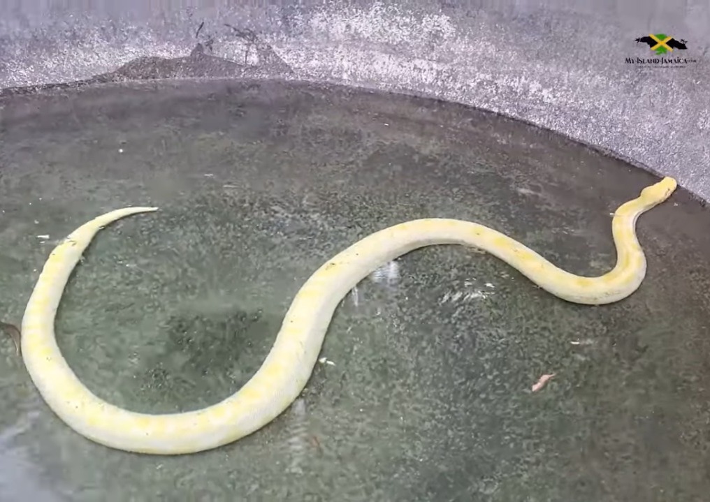 Are There Snakes In Jamaica