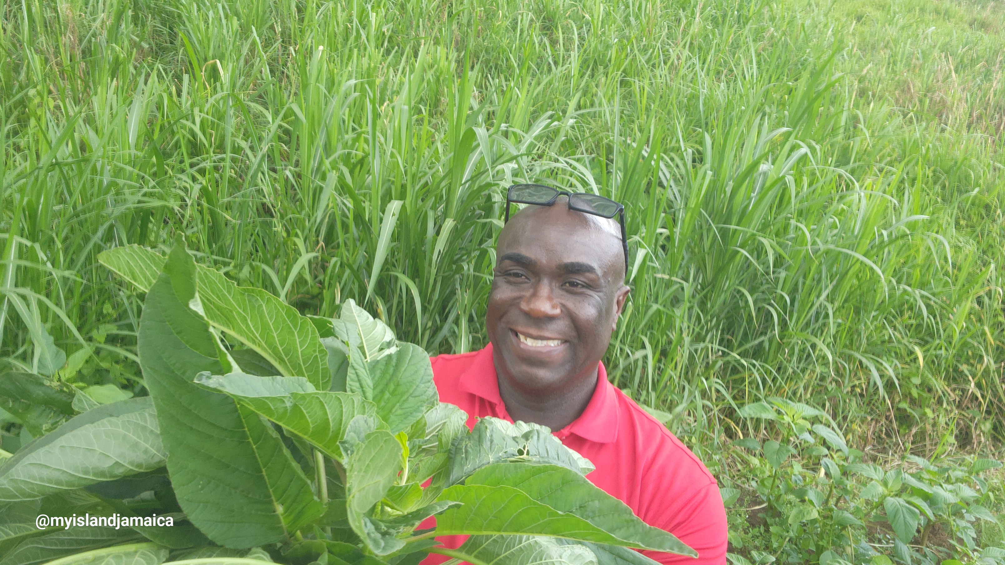 jamaican_callaloo_wellesley