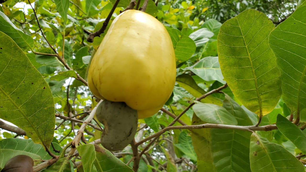 Jamaican Cashews - Ripe Fruit On Tree