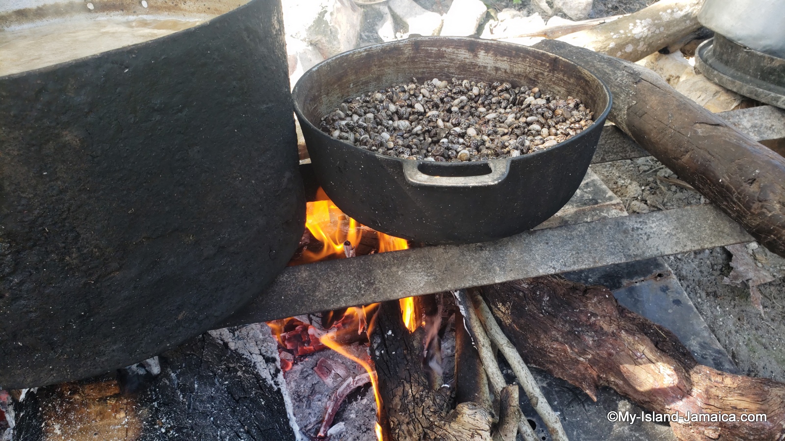 jamaican_castor_beans_parching