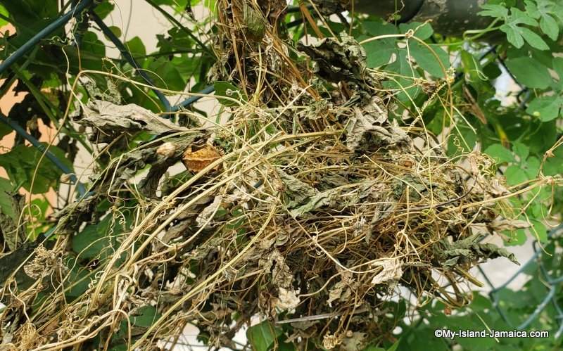 Jamaican Bitters - Cerasee (Dried)