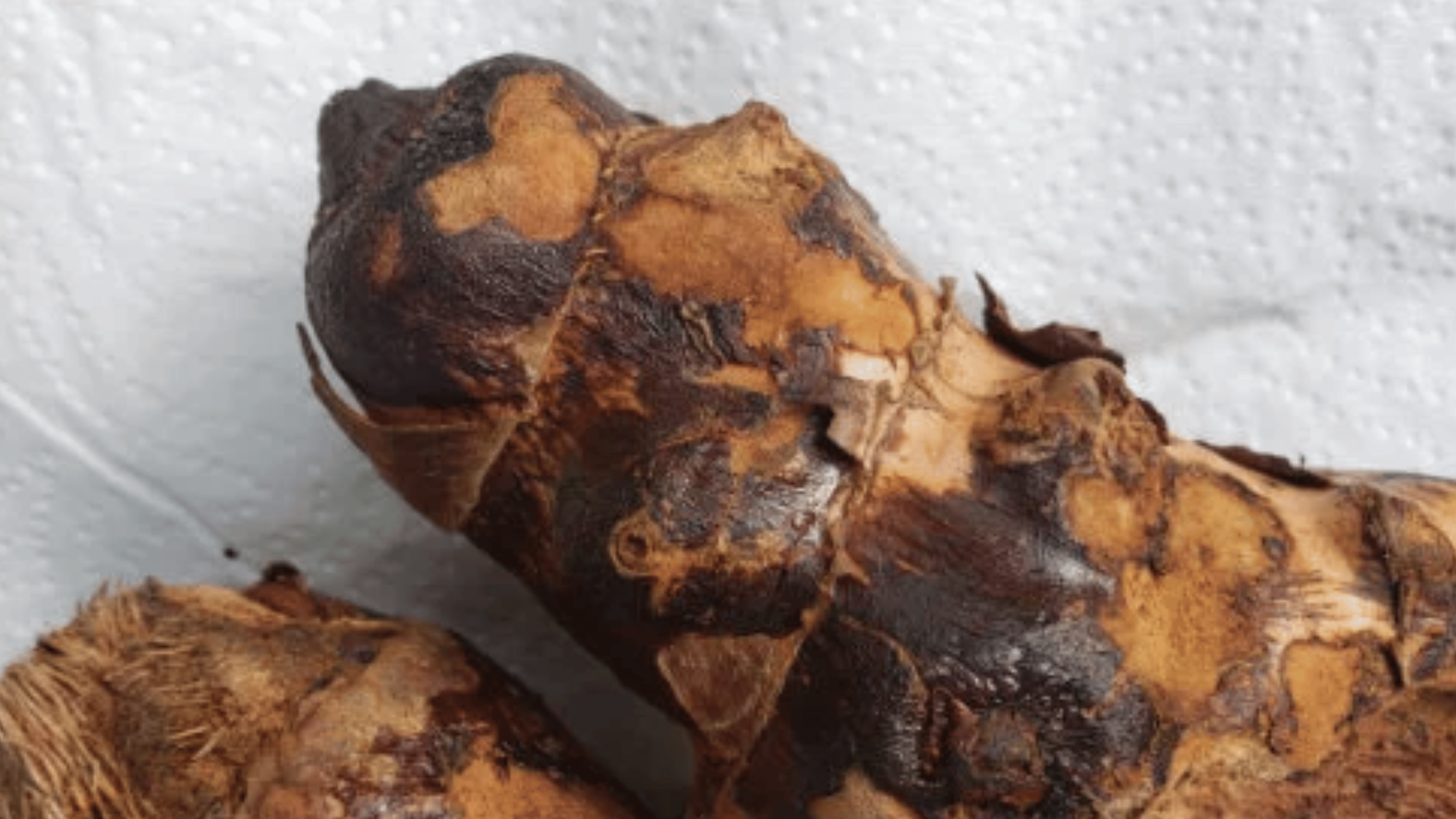 roots tonic in jamaica - chaney root