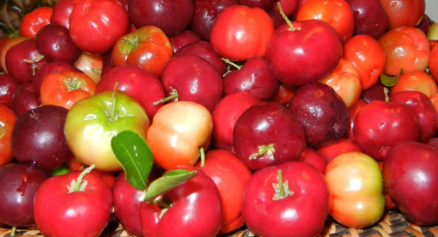 Jamaican Cherry | (Photo Credit: Wonders Of Jamaica)