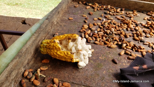 Drying the Cocoa Beans