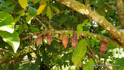 jamaican_chocoate_tea_jamaican_cocoa_beans_on_tree