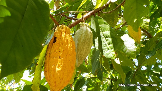 Jamaican cocoa bean on tree for chocolate tea production