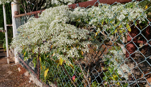 jamaican_christmas_flower