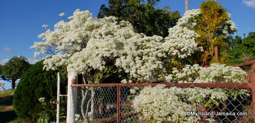 jamaican_christmas_flower_tree