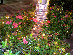 Learn About Christmas In Jamaica Fun Jamaican Christmas Traditions