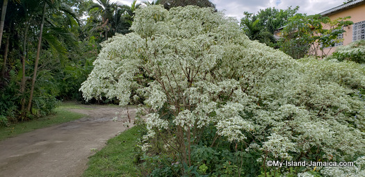 jamaican_christmas_tree_flower