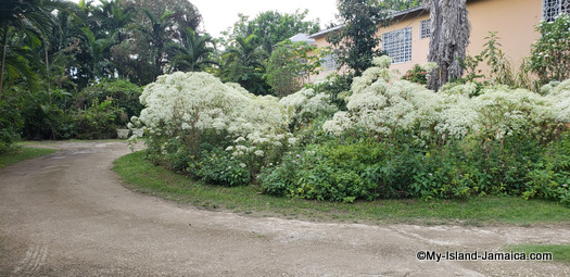 jamaican_christmas_tree_flower_bloom