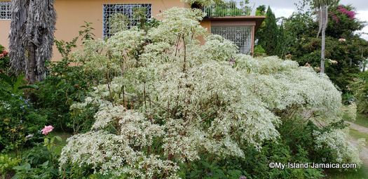 jamaican_christmas_tree_flower_december