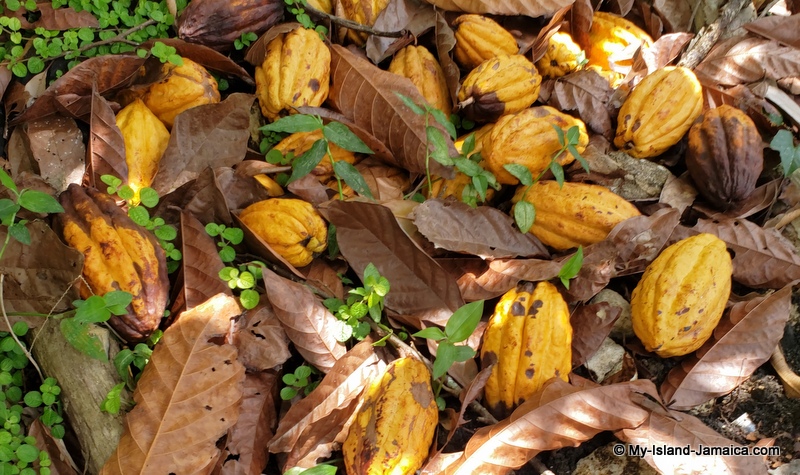 jamaican_cocoa