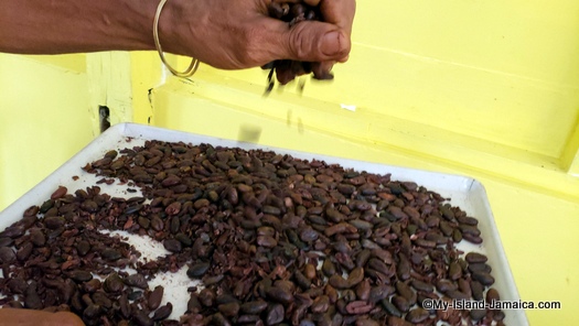 jamaican_cocoa_beans_roasted