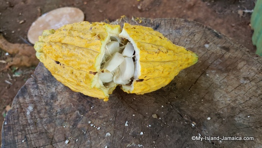 Jamaican cocoa beans, fresh out of the pod