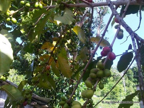 jamaican_coffee_beans_on_tree