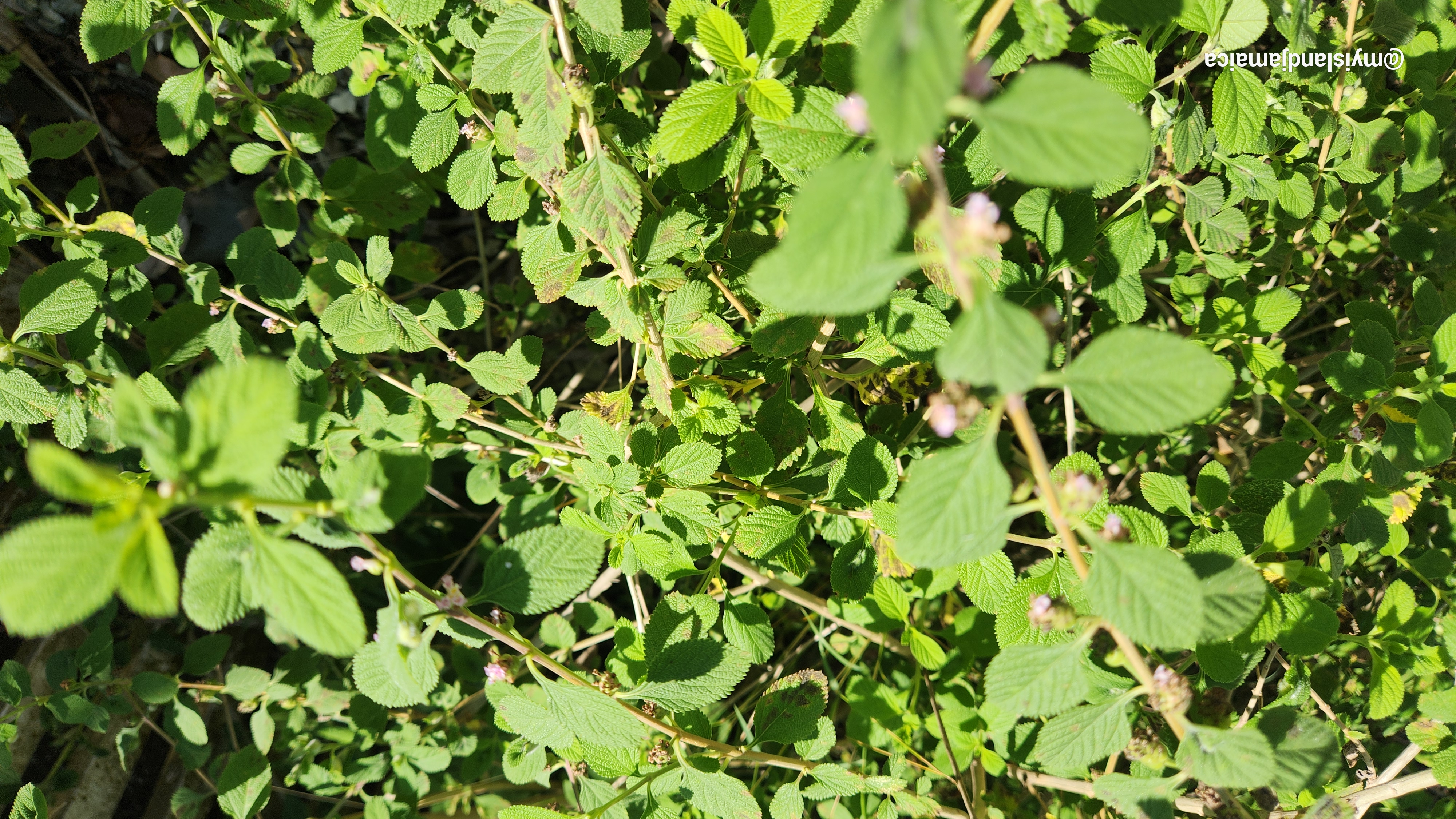 jamaican_colic_mint_lippia_geminata
