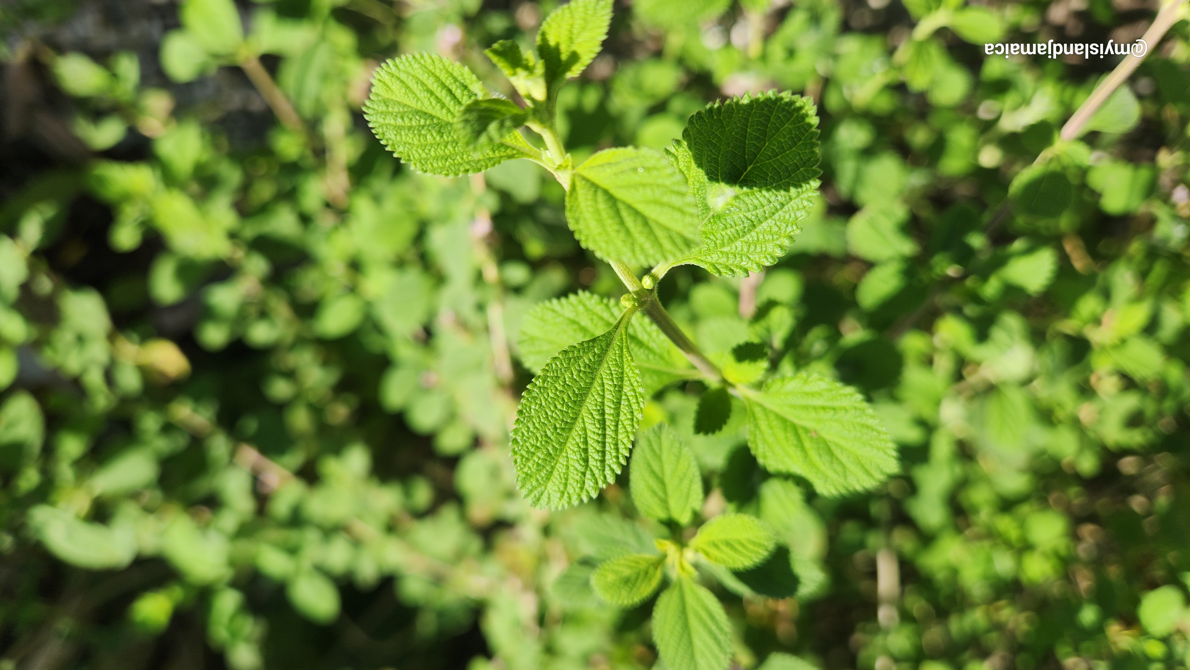 jamaican_colic_mint_lippia_geminata_peppermint