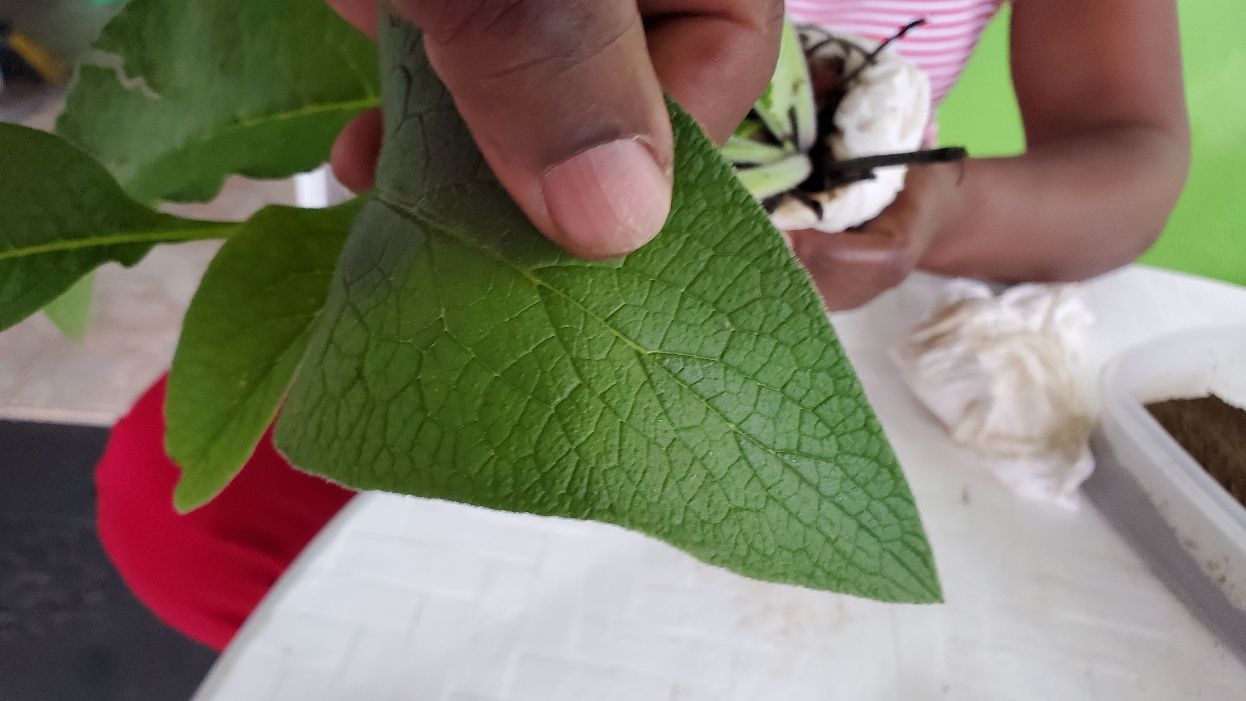 jamaican_comfrey_in_hand