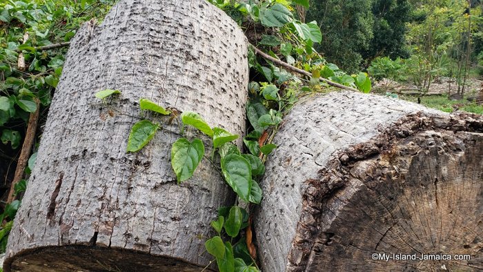 jamaican_cotton_tree_logs