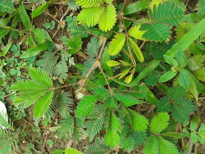 Jamaican dead and wake plant