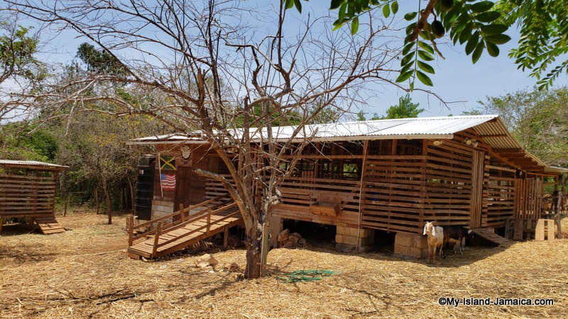 jamaican_farm_for_goats