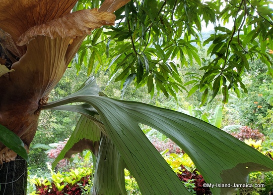 Staghorn_fern