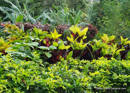 jamaican_flower_hydrengea_activities_in_montego_bay_jamaica_ahhh_ras_natango