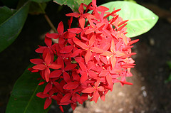 jamaican_flowers_10