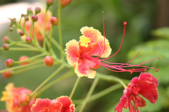 jamaican_flowers_11