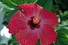 jamaican_flowers_15