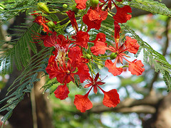 jamaican_flowers_16