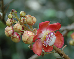 jamaican_flowers_19