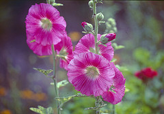 jamaican_flowers_22