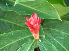 jamaican_flowers_23