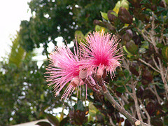 jamaican_flowers_26