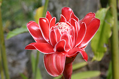 jamaican_flowers_4