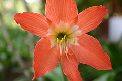 jamaican_flowers_5