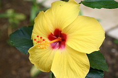 jamaican_flowers_7