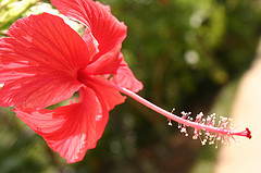 jamaican_flowers_9