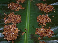 jamaican_food_coconut_drops