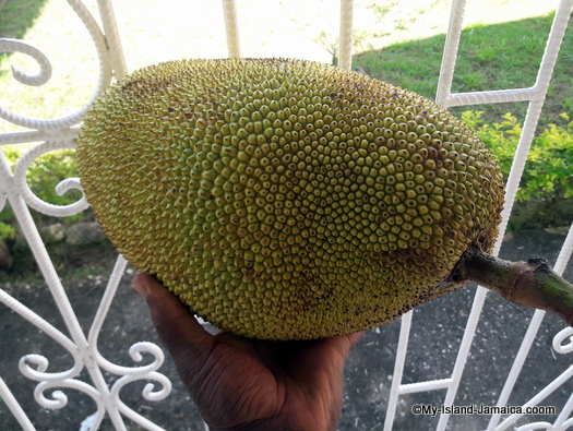 jamaican_fruits_jackfruit