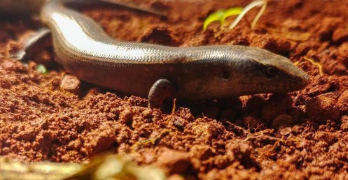 The Jamaican Giant Galliwasp is way less harmful than they look, in fact they are not harmful in the slightest. Endemic to Jamaica, have they gone extinct?