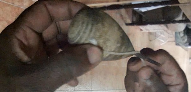 jamaican_gig_aka_top