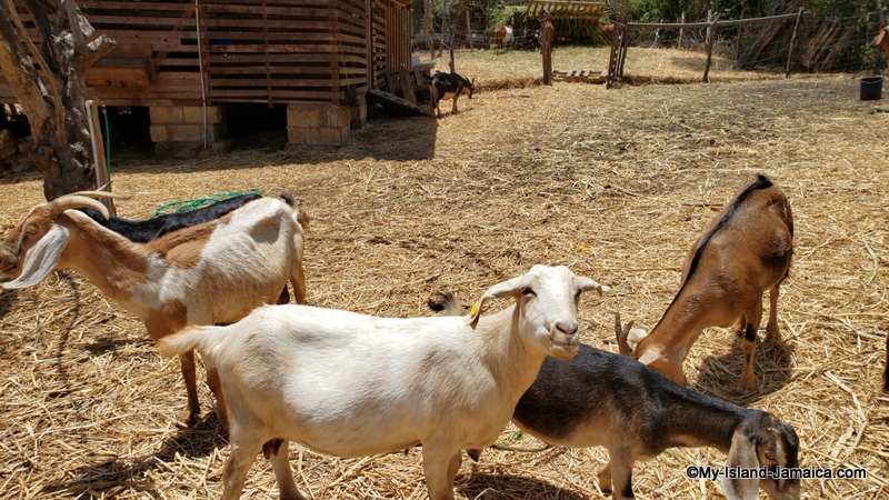 jamaican_goat_farm_rubys_dairy_goat_breeds