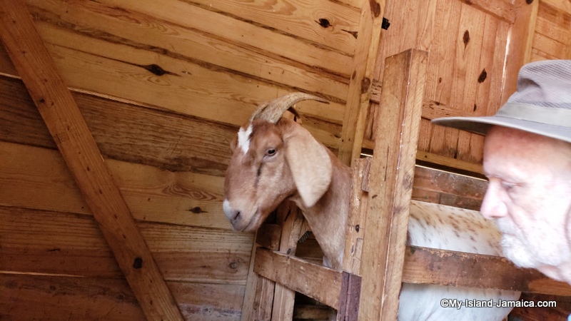 jamaican_goat_farm_rubys_dairy_secured
