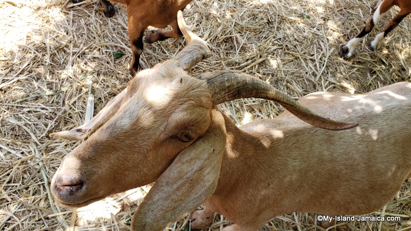 jamaican_goat_on_farm