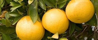 jamaican_grapefruit_onemanswonder