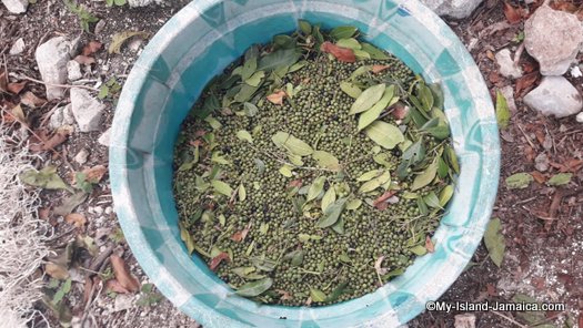 green jamaican allspice pimento in tub